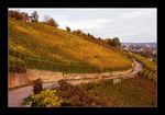 Vineyards (Esslingen)