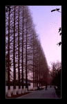 Straight trees in a park (Jiangsu, China)