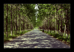 Avenue in the countryside (near Suqian, Jiangsu, China)